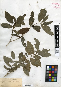 Phyllanthus epiphyllanthus image