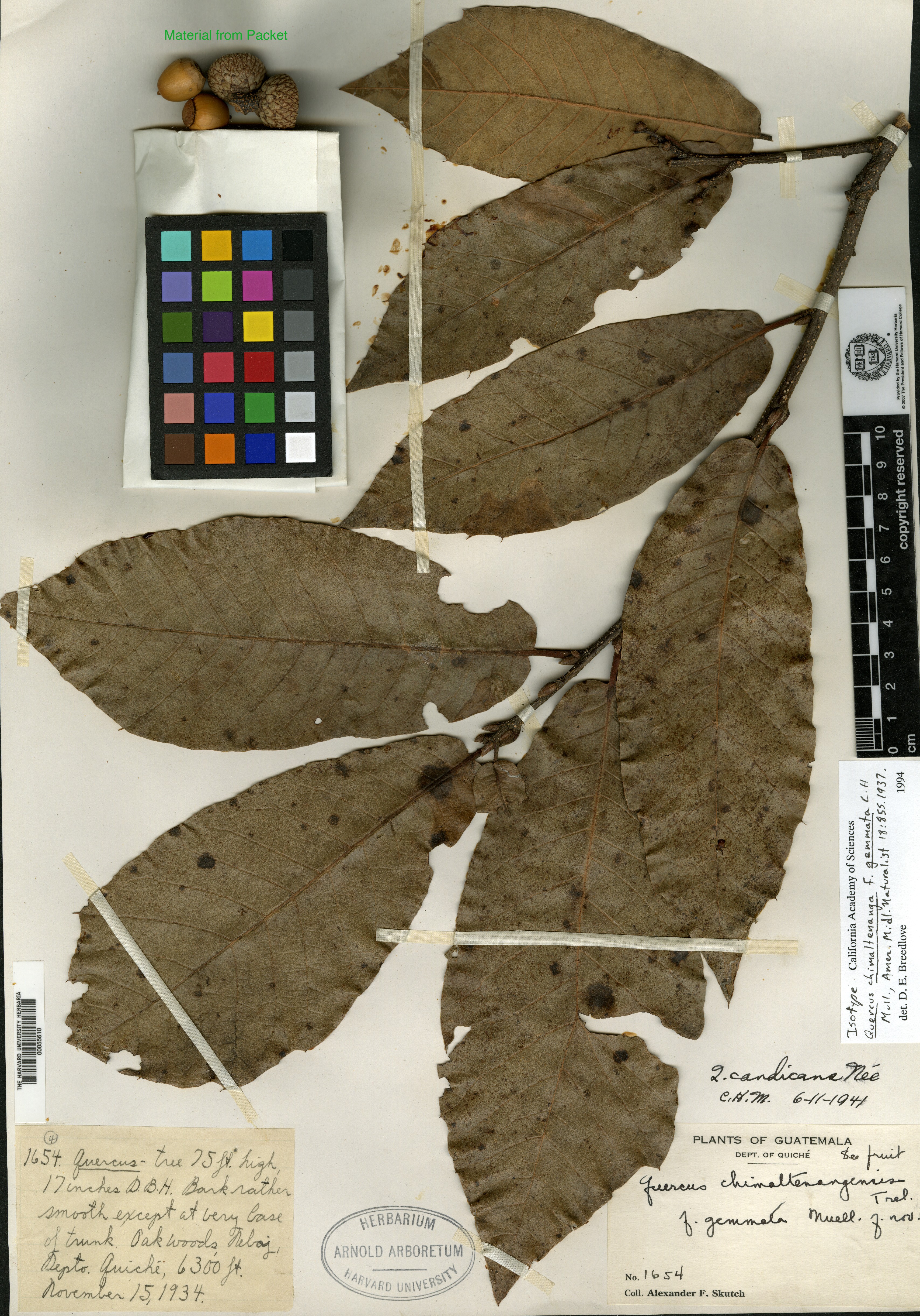 Quercus chimaltenanga image