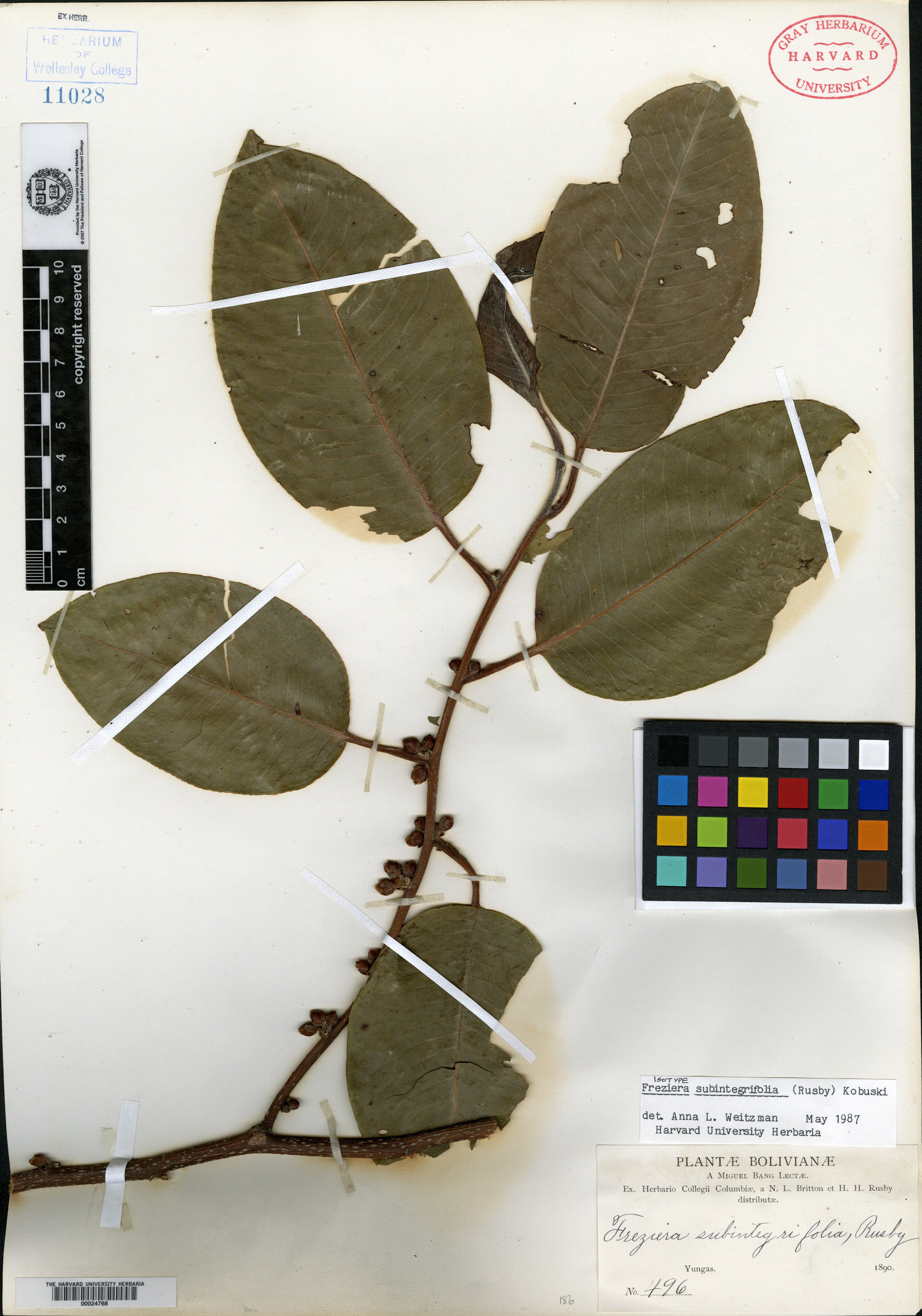 Eroteum subintegrifolium image