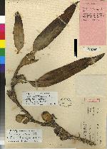 Maxillaria planicola image