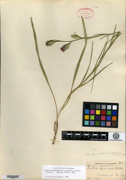 Liatris squarrosa var. gracilenta image