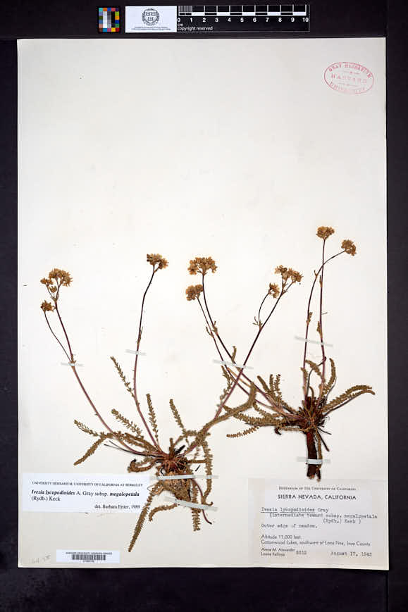 Ivesia lycopodioides subsp. megalopetala image