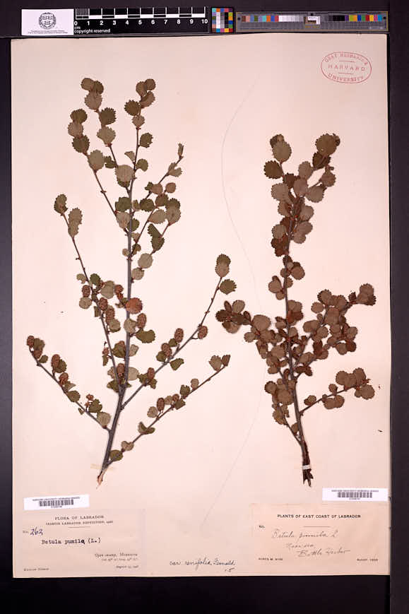 Betula pumila var. renifolia image