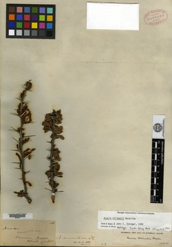 Acacia bilimekii image