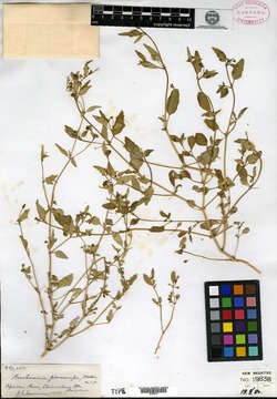 Boerhavia pterocarpa image