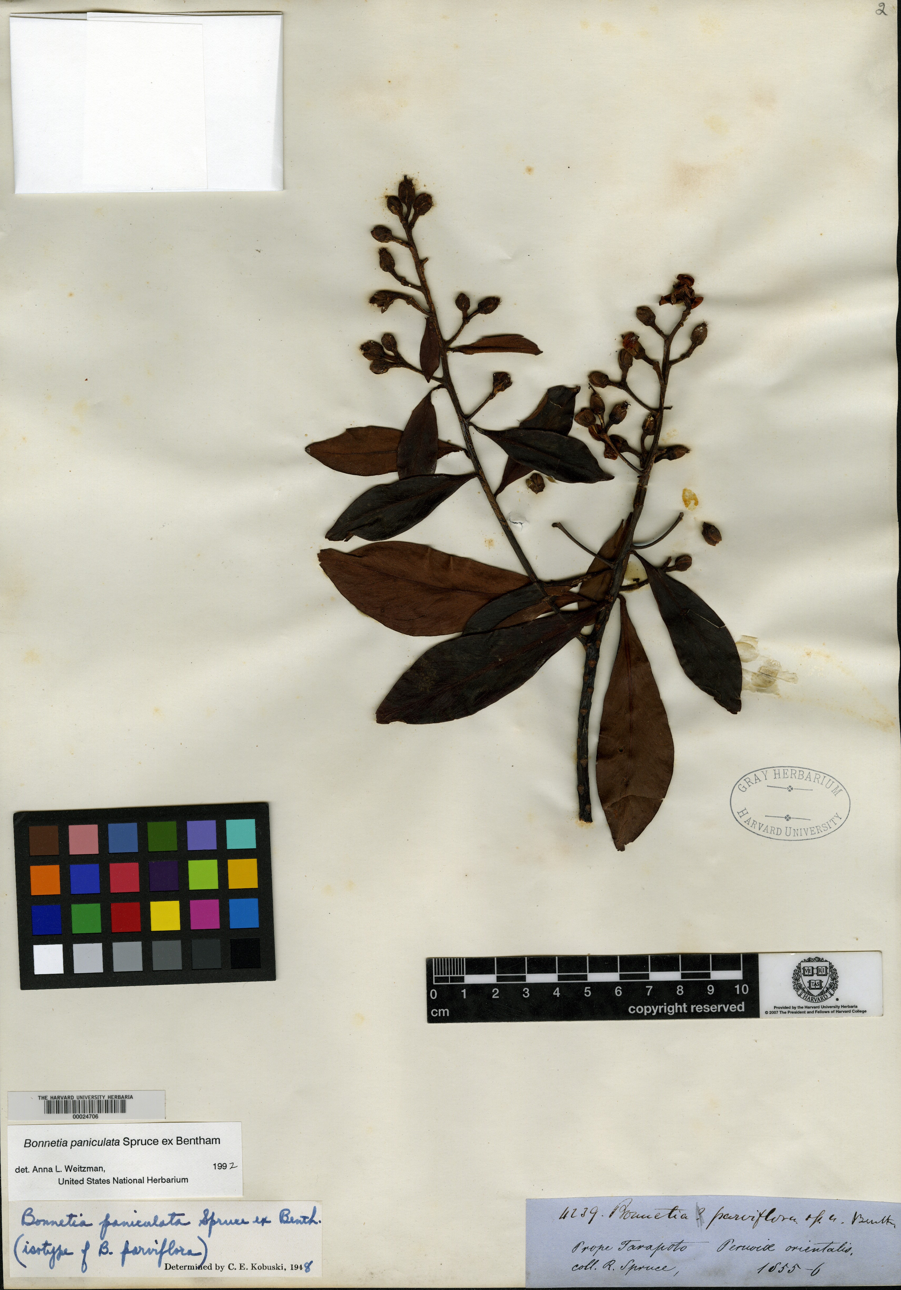 Alkanna tinctoria subsp. tripolitana image