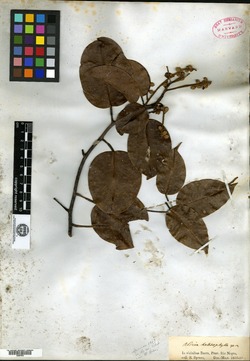 Aldina heterophylla image