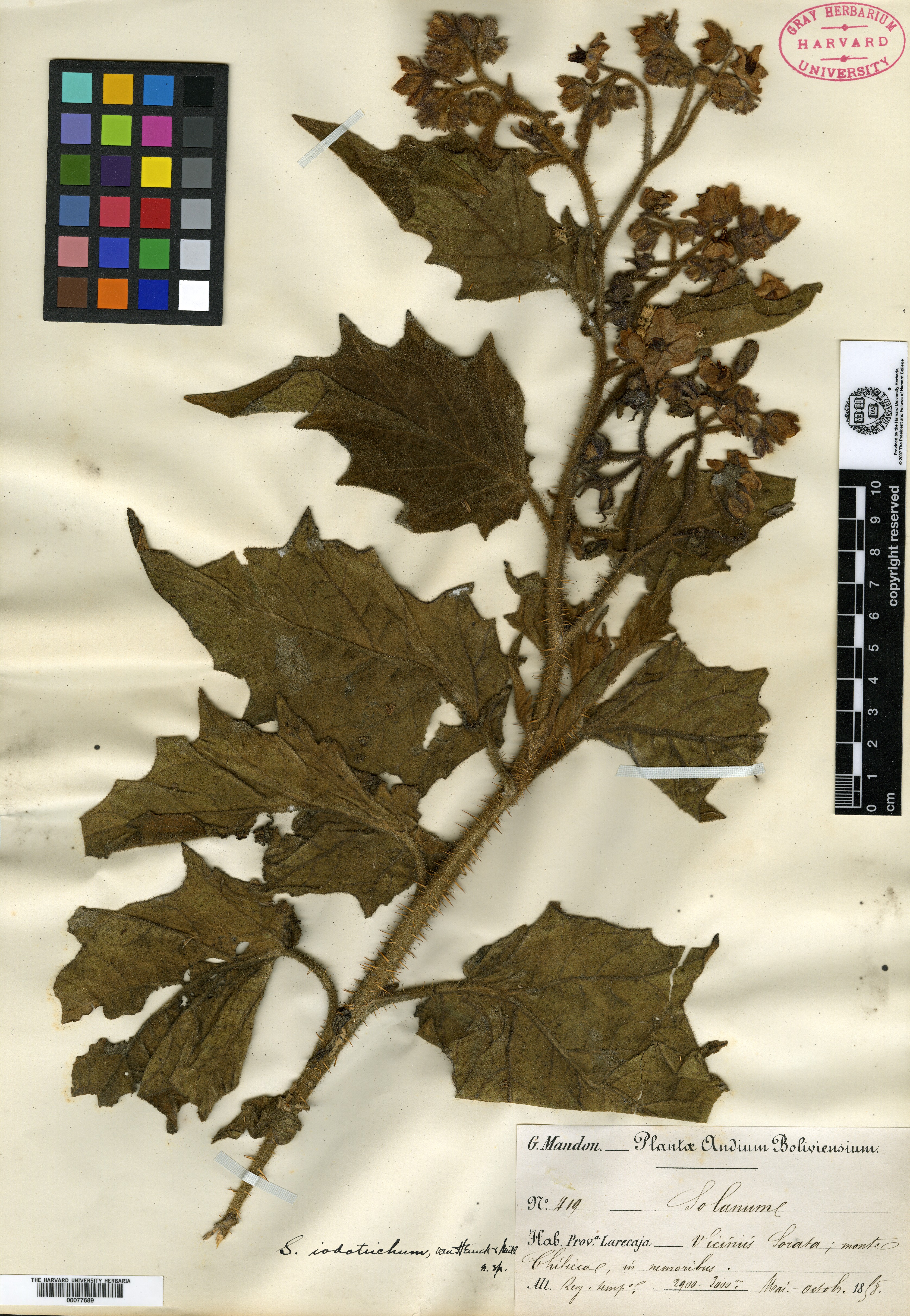 Solanum iodotrichum image