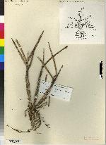 Ornithidium dolichophyllum image