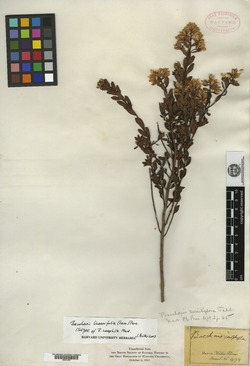 Baccharis brevifolia image