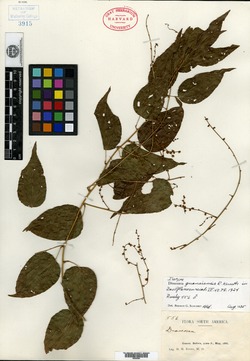 Dioscorea acanthogene image