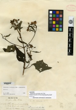 Montanoa leucantha var. arborescens image