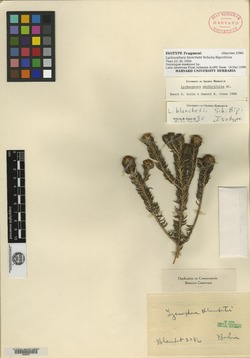 Lychnophora blanchetii image