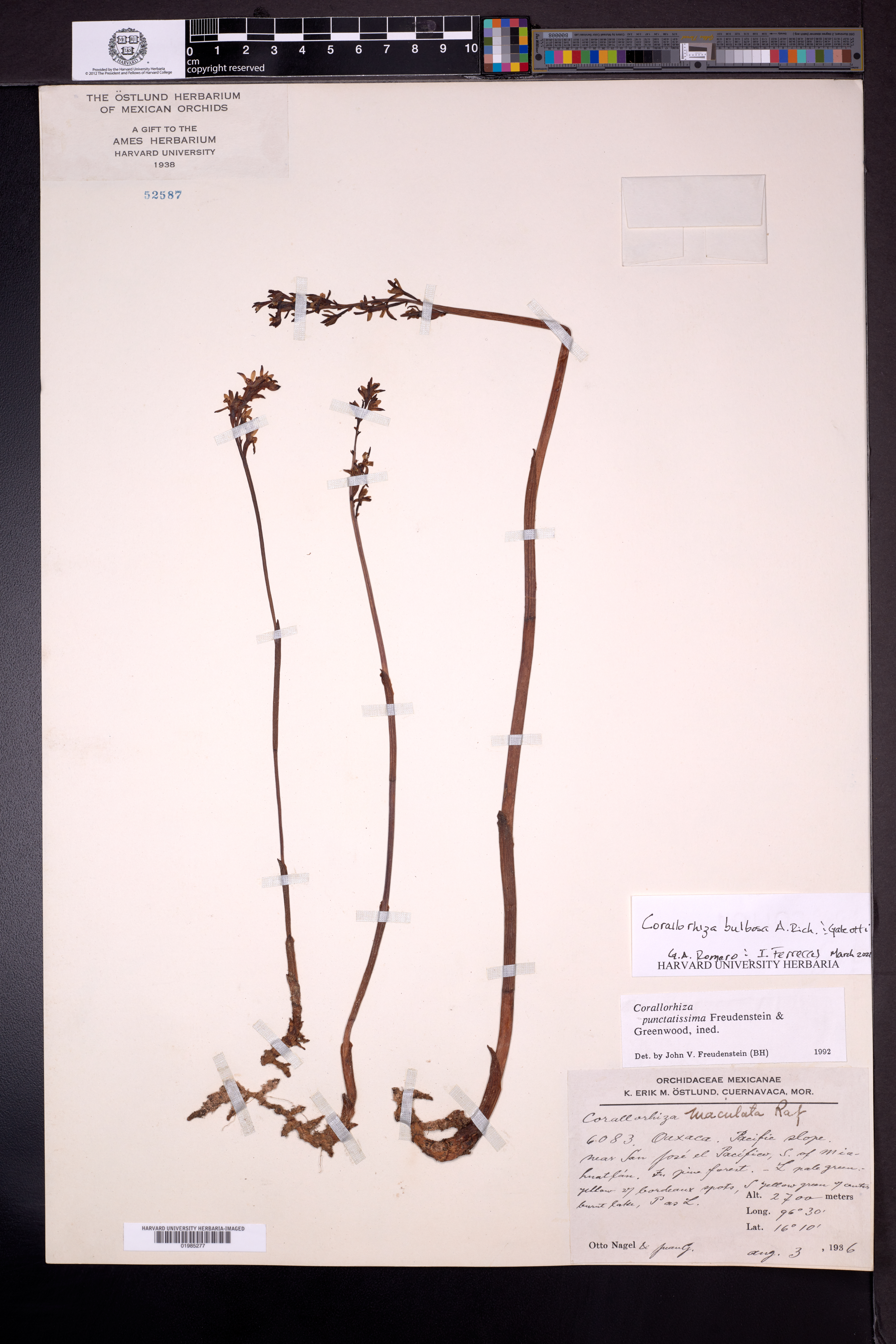 Corallorhiza bulbosa image