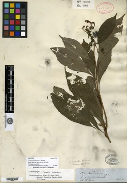 Centropogon delicatulus image
