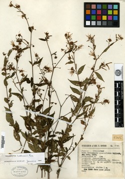 Triumfetta quercetorum image