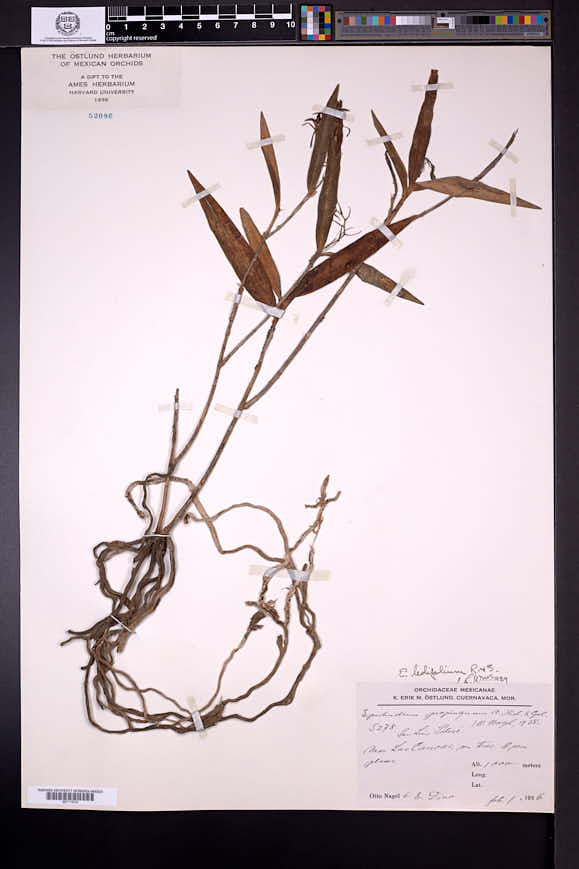 Epidendrum propinquum image
