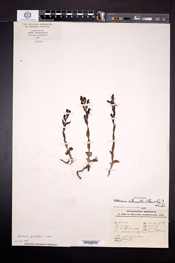 Habenaria filifera image