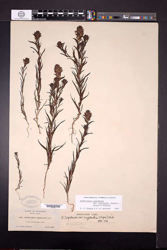 Orthocarpus cuspidatus subsp. cryptanthus image