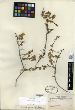 Clinopodium pallidum image