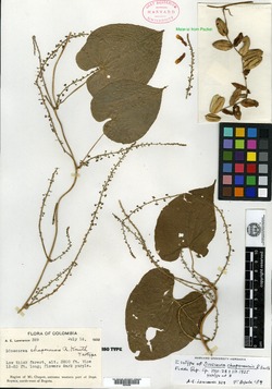 Dioscorea chaponensis image
