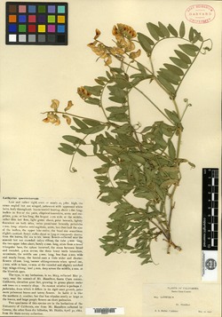 Lathyrus quercetorum image