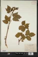 Rubus frondisentis image