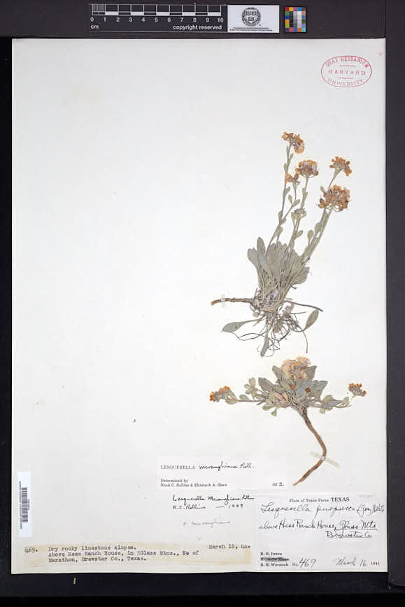 Physaria mcvaughiana image
