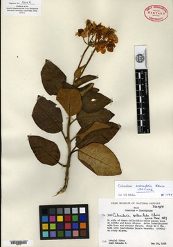 Calceolaria moyobambae image