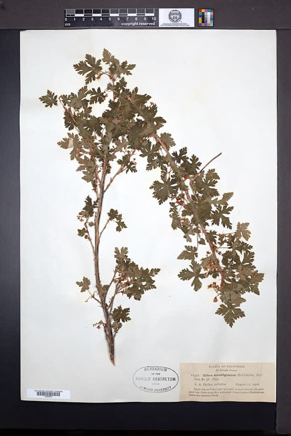 Ribes montigenum image