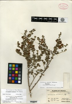Leucophyllum virescens image