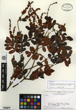 Weinmannia ternata image