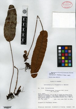Elaphoglossum rufescens image