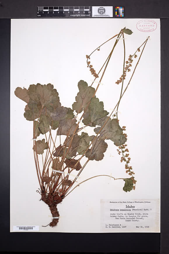 Heuchera tenuifolia image