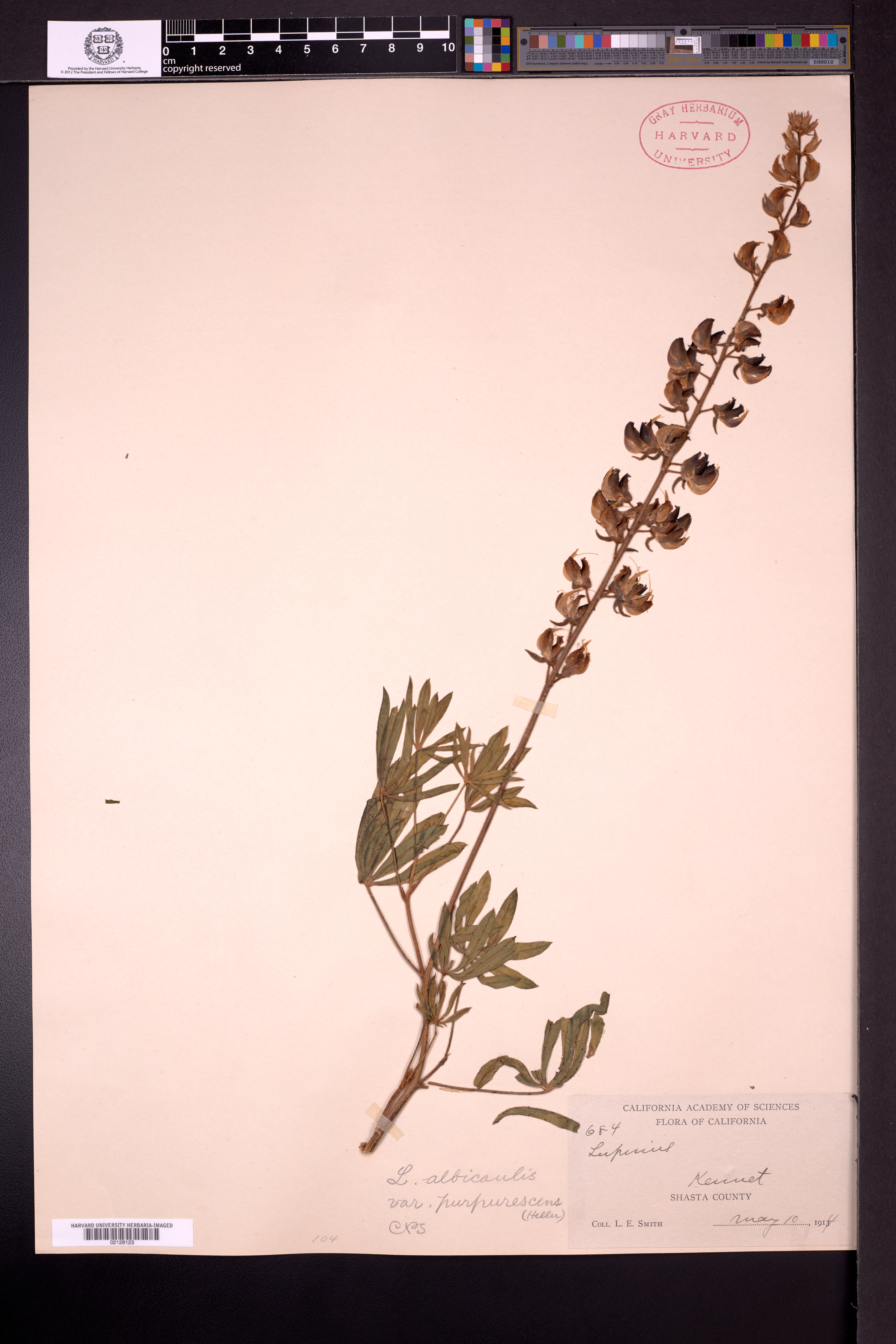 Lupinus purpurascens image