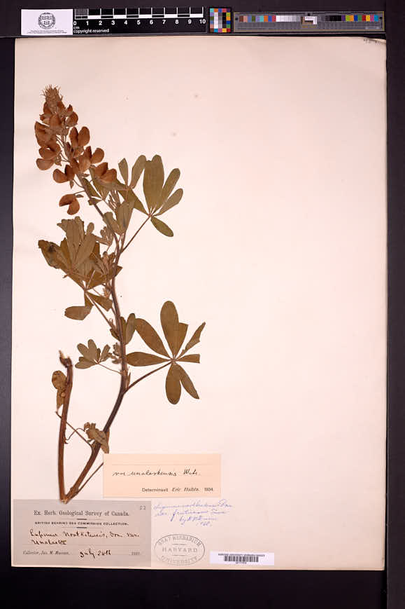Lupinus nootkatensis var. fruticosus image