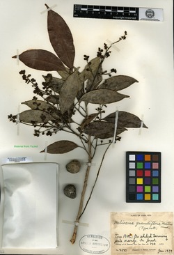 Meliosma grandiflora image