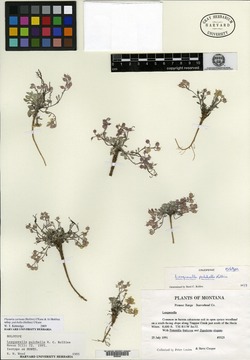 Physaria carinata subsp. pulchella image