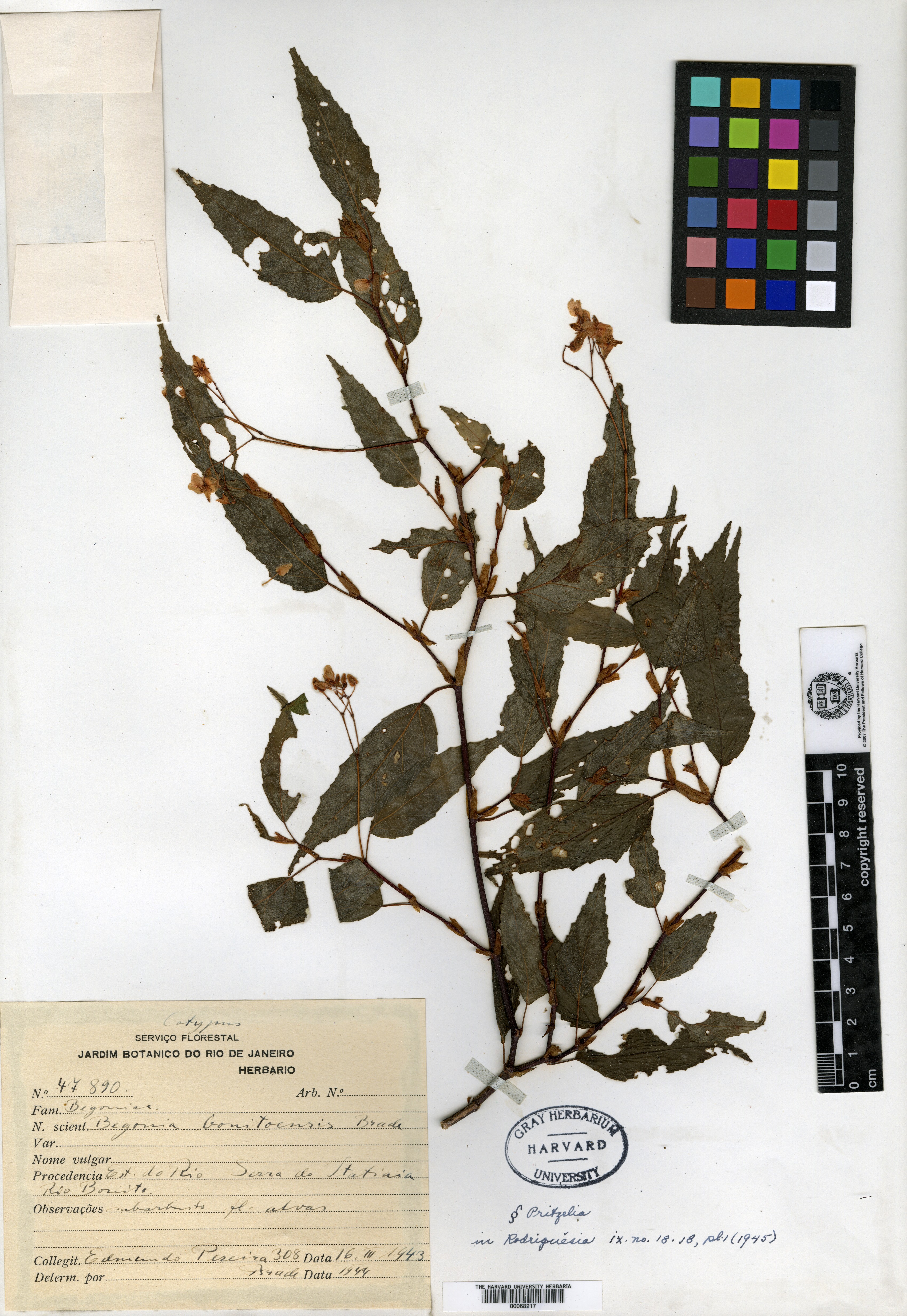 Begonia bonitoensis image
