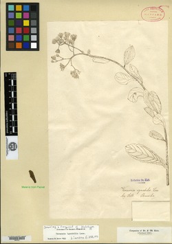 Vernonanthura ignobilis image