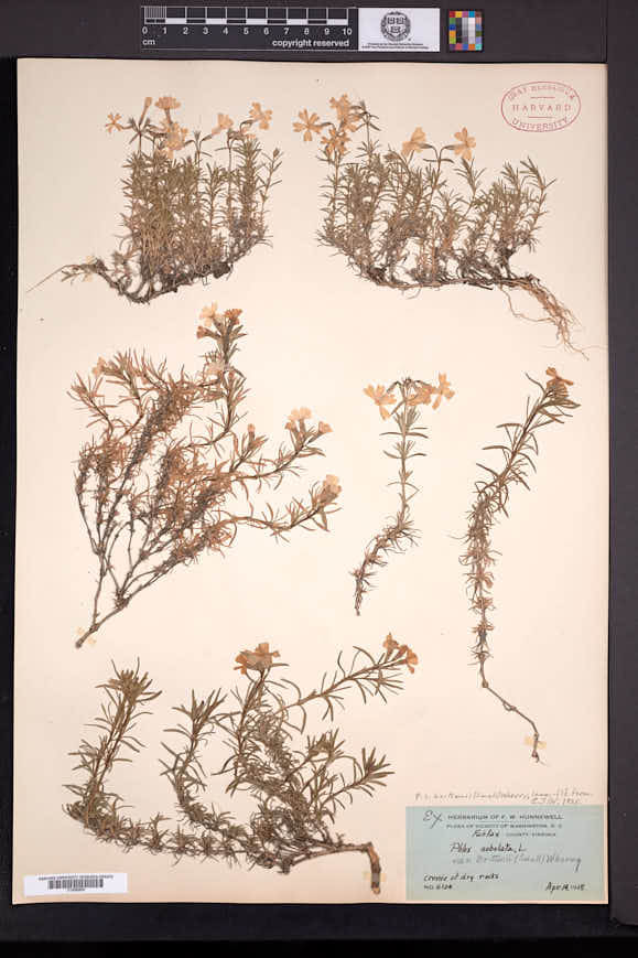 Phlox subulata subsp. brittonii image