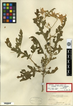 Solanum azureum image
