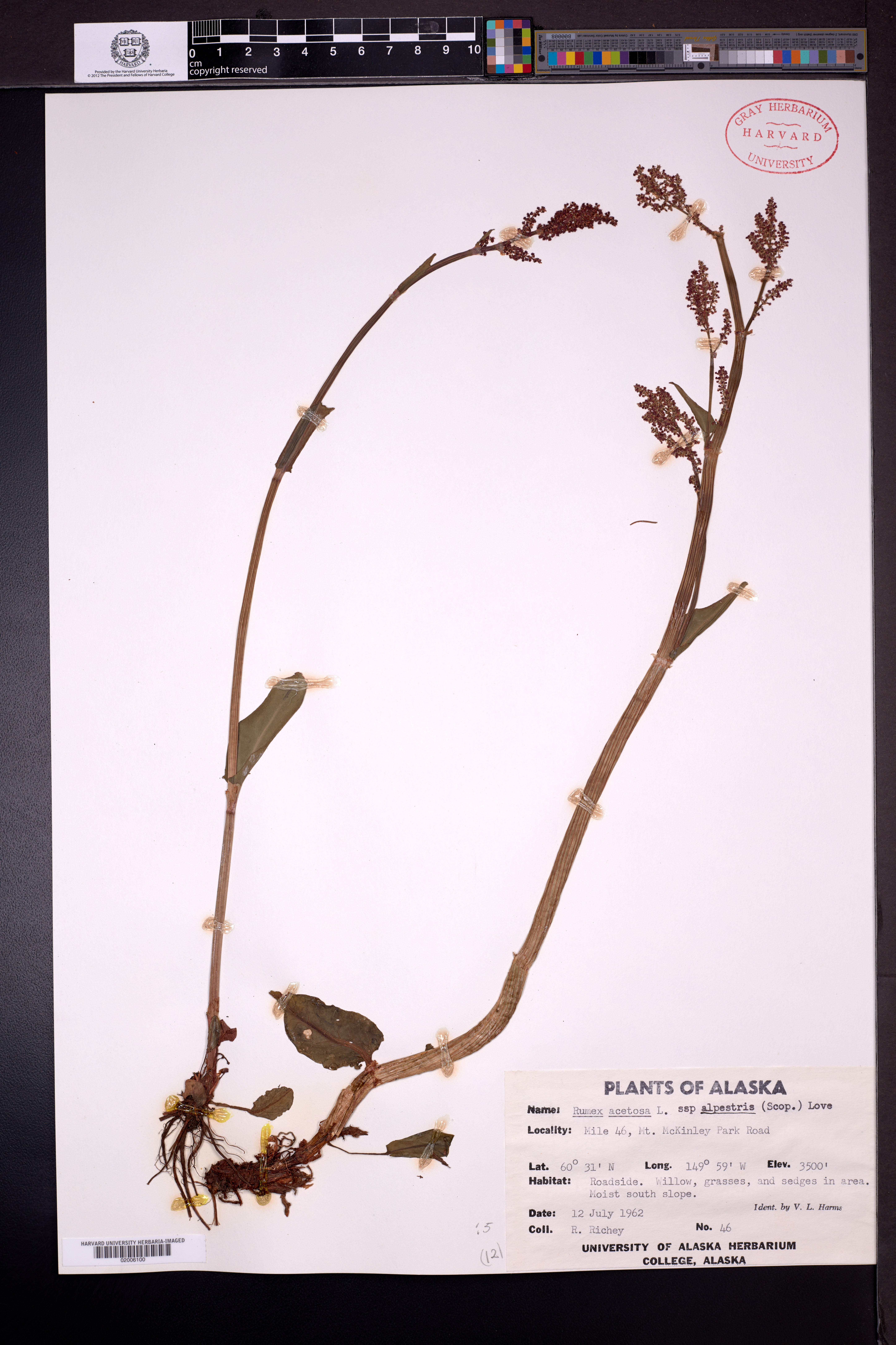 Rumex acetosa subsp. alpestris image