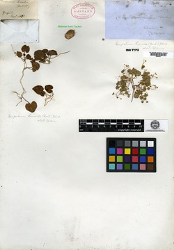 Dioscorea matagalpensis image