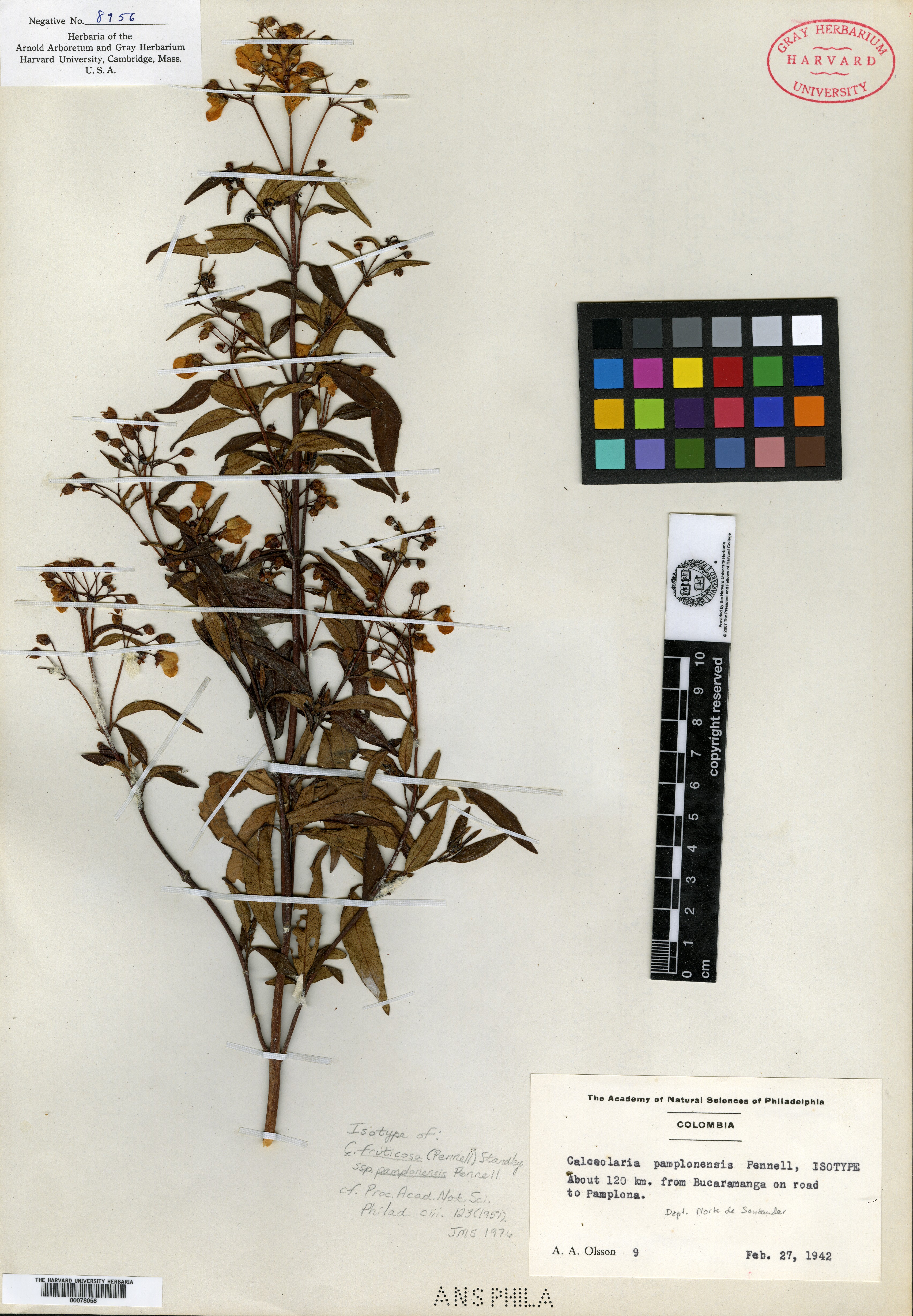 Calceolaria microbefaria subsp. microbefaria image