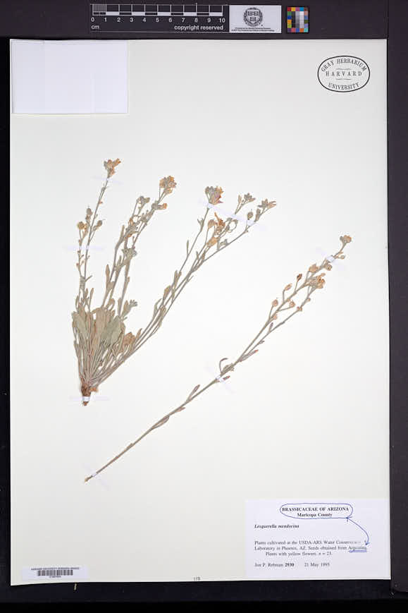 Physaria mendocina image