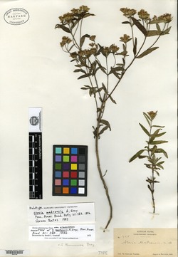 Stevia madrensis image