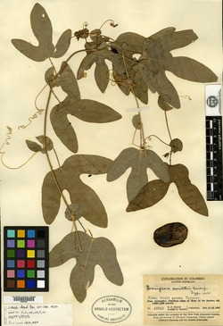 Passiflora smithii image