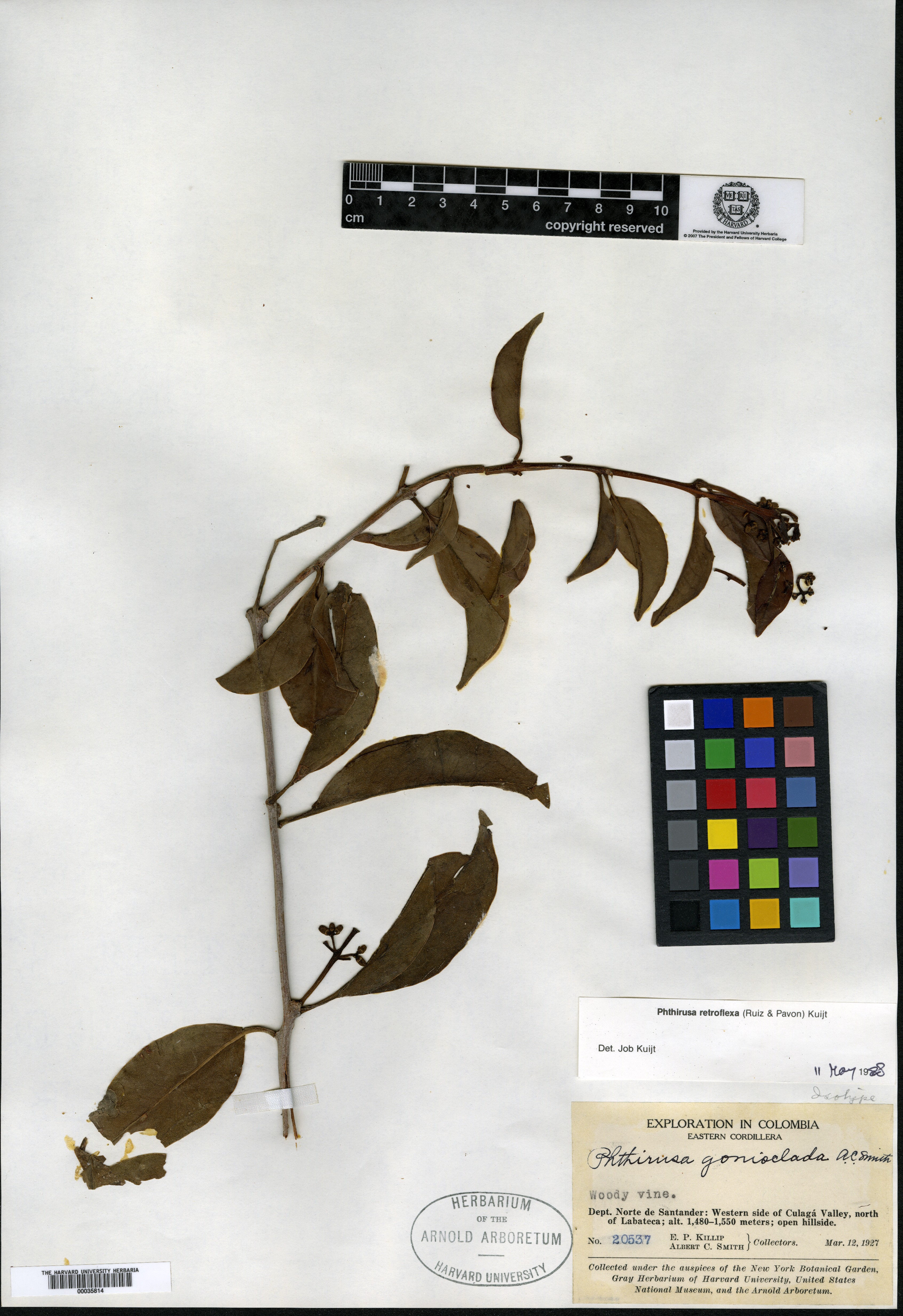 Psittacanthus costanensis image