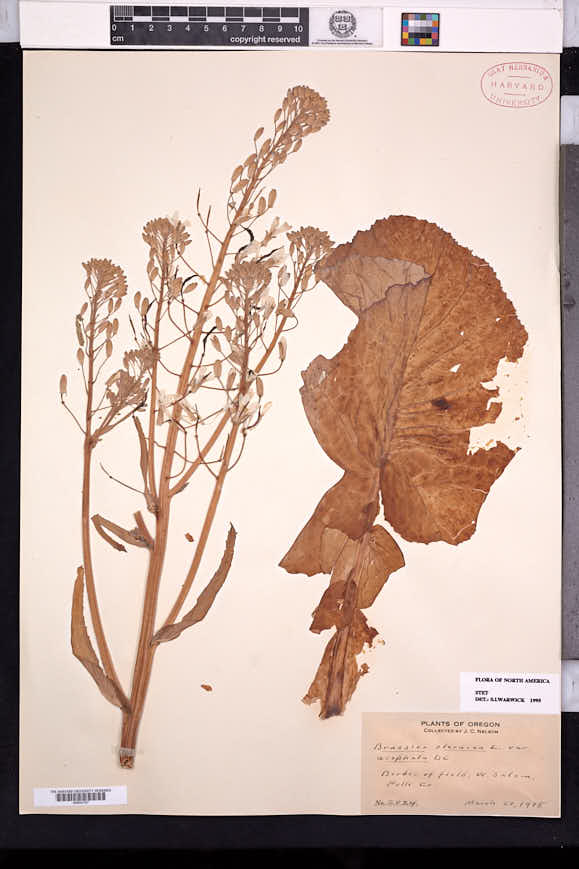 Brassica oleracea image